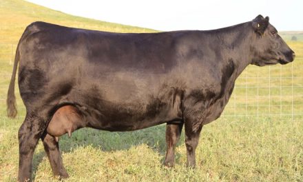 Angus Embryos For Sale:  SB10-4592