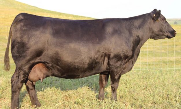 Angus Embryos For Sale:  SB10-4592