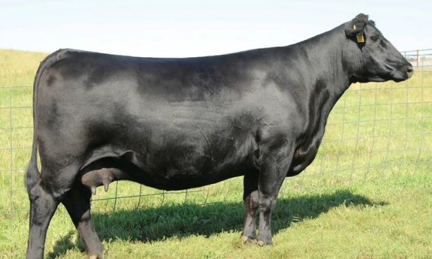 Angus Embryos For Sale: SB10-1192