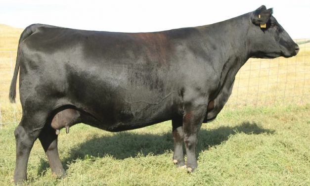 Angus Embryos For Sale: SB10-1102