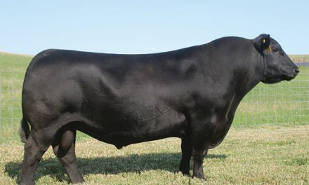 Angus Embryos For Sale:  SB10-3863