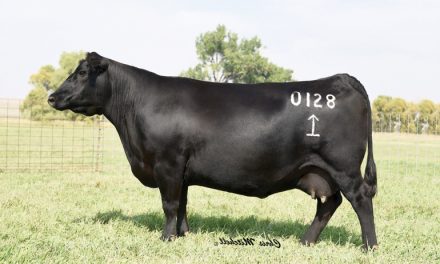 Angus Embryos For Sale:  SB10-1325