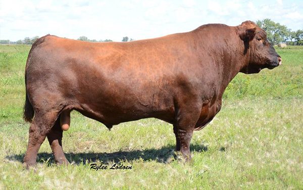 Red Angus Semen For Sale: SB10-1686