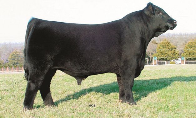 Angus Semen For Sale:  SB10-2847