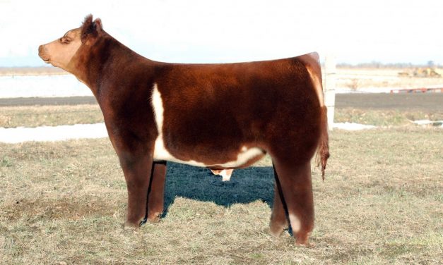 Club Calf Semen For Sale:  SB10-3337