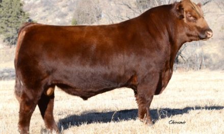 Red Angus Semen For Sale:  SB10-1749