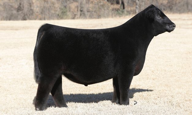 Angus Embryos For Sale:  SB10-3198