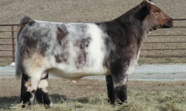 Shorthorn Semen For Sale: Package DSCH10-435