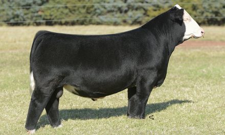 Club Calf Semen For Sale: SB10-2361
