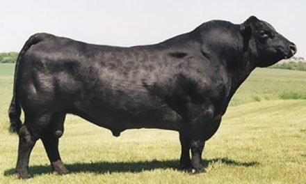 Angus Semen For Sale: SB10-1242