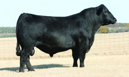 Angus Semen For Sale:  SB10-2058
