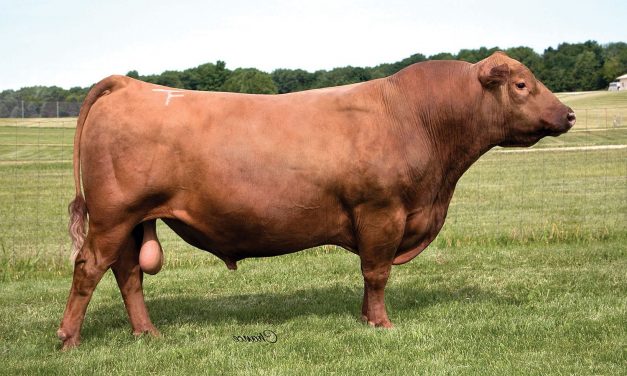 Red Angus Semen For Sale: SB10-1568