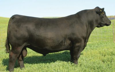 Angus Semen For Sale:  SB10-2619
