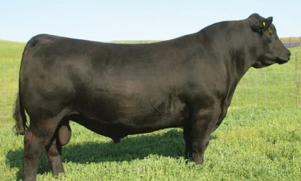 Angus Semen For Sale:  SB10-2619