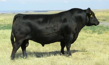 Angus Semen For Sale: SB10-810