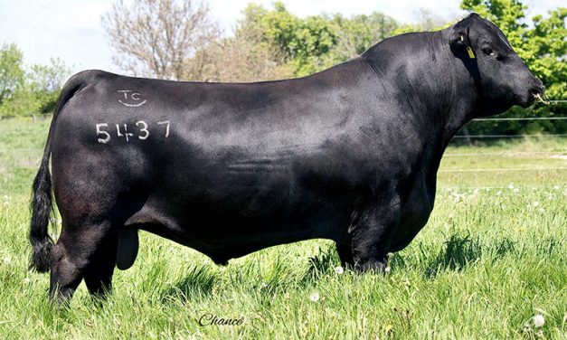 Angus Semen For Sale: SB10-1858