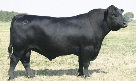Angus Semen For Sale:  SB10-3847