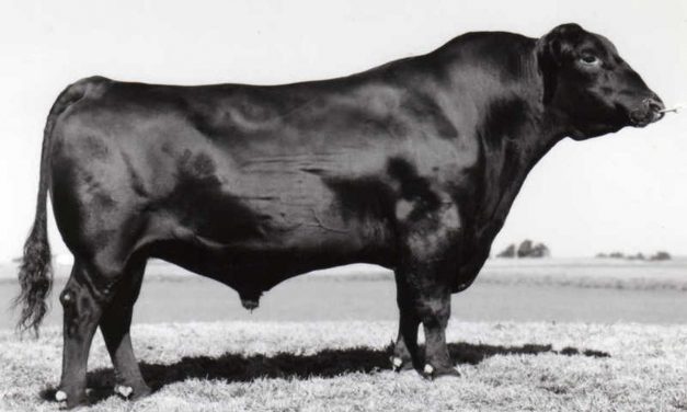 Angus Semen For Sale:  SB10-4690