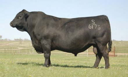 Angus Semen For Sale:  SB10-2916