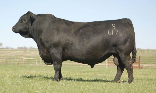 Angus Semen For Sale:  SB10-2916