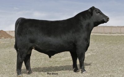 Angus Semen For Sale:  SB10-2211