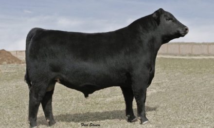 Angus Semen For Sale:  SB10-2211