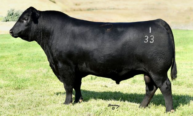 Angus Semen For Sale: SB10-1763