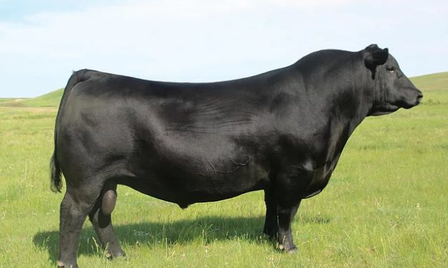 Angus Semen For Sale: SB10-1834