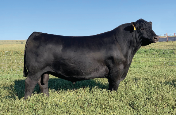 Angus Semen For Sale:  SB10-1699