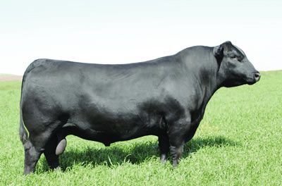 Angus Semen For Sale:  SB10-3584
