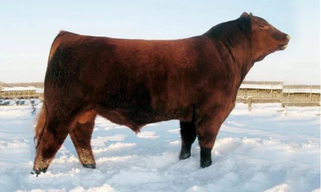 Red Angus Semen For Sale: SB10-1521