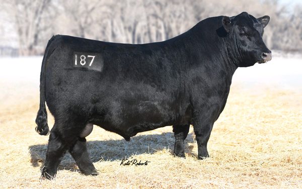 Angus Semen For Sale:  SB10-3037