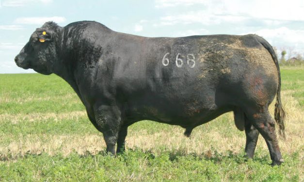 Angus Semen For Sale: Package SB10-278