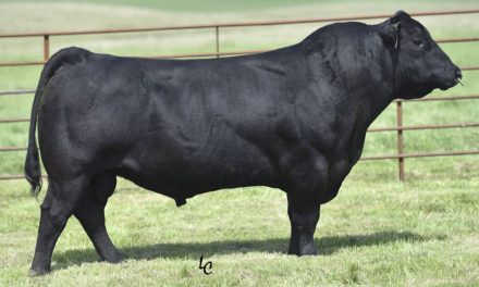 Angus Semen For Sale:  SB10-4567