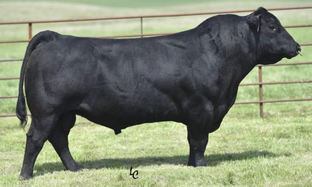 Angus Semen For Sale:  SB10-4567