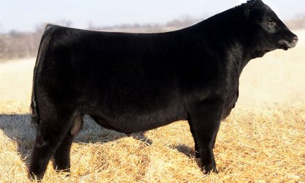 Angus Semen For Sale:  SB10-2759