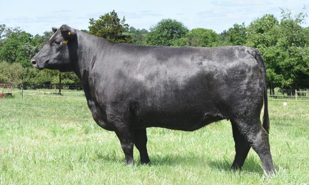 Angus Embryos For Sale: SB10-1407