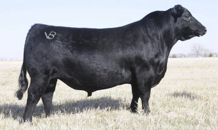 Angus Semen For Sale:  SB10-1750