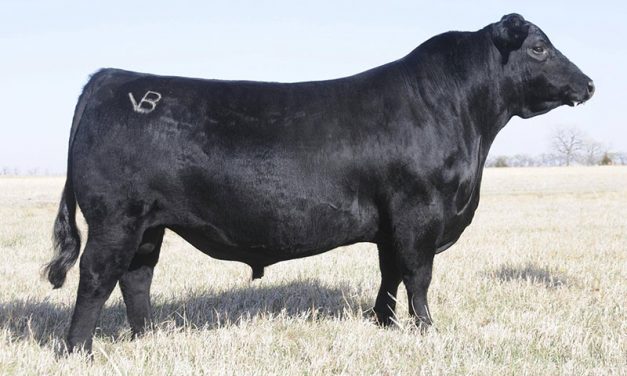 Angus Semen For Sale:  SB10-1750