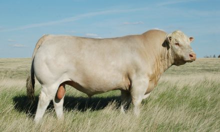 Charolais Semen For Sale:  SB10-2809