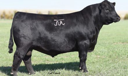 Angus Semen For Sale:  SB10-4797