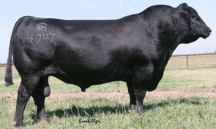Angus Semen For Sale:  SB10-3490