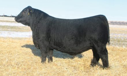 Angus Bull Semen For Sale:  SB10-2583