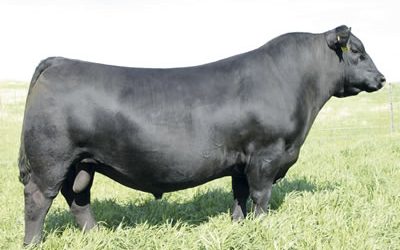 Angus Semen For Sale:  SB10-4311
