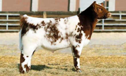Shorthorn Semen For Sale:  SB10-2738