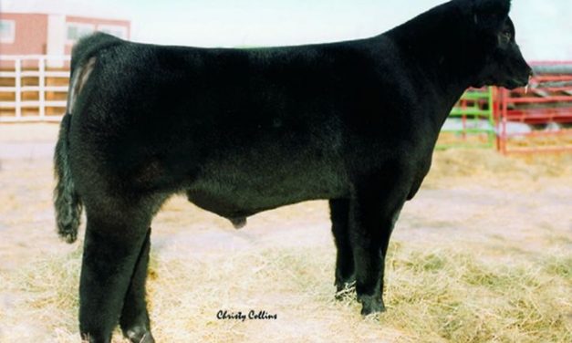 Club Calf Semen For Sale:  SB10-4732