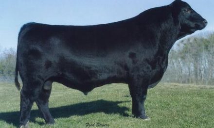 Angus Semen For Sale: SB10-1798