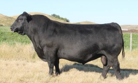 Angus Semen For Sale: SB10-1470