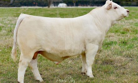 Charolais Embryos For Sale: SB10-2738