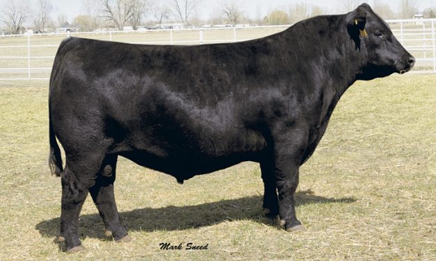 Angus Semen For Sale:  SB10-2595